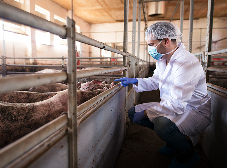 Animal nutrition